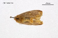 藏品(毒蛾科)的圖片